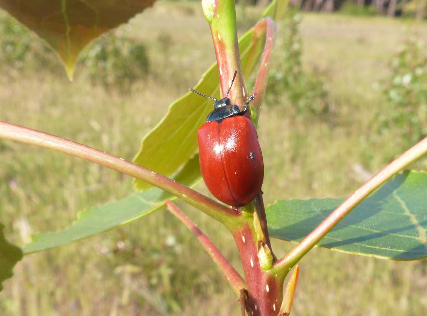 Chrysomela populi: la grande abbuffata